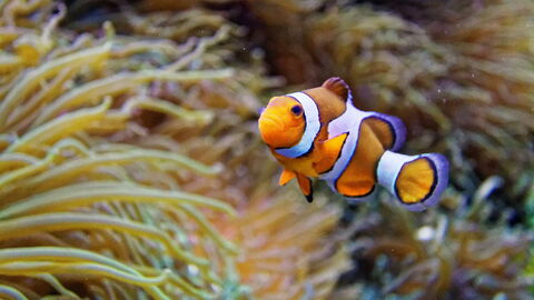 Océanopolis, Clownfisch