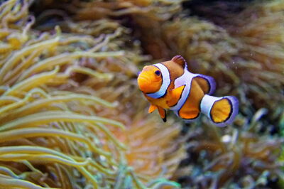 Océanopolis, Clownfisch