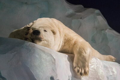 Océanopolis, Eisbär