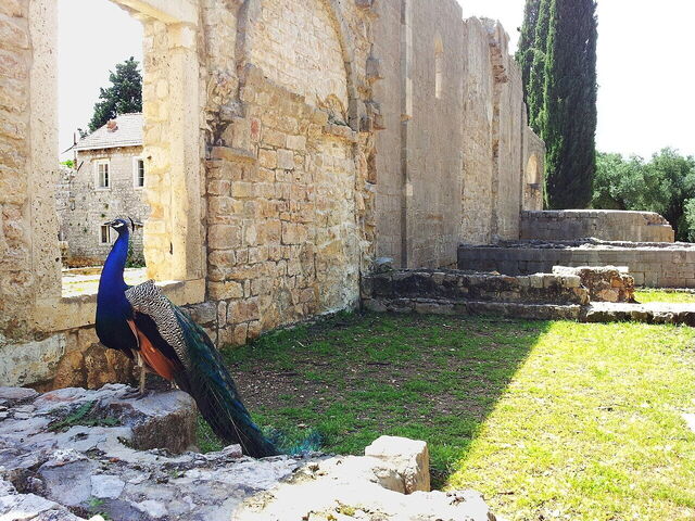 Ein Pfau auf Lokrum