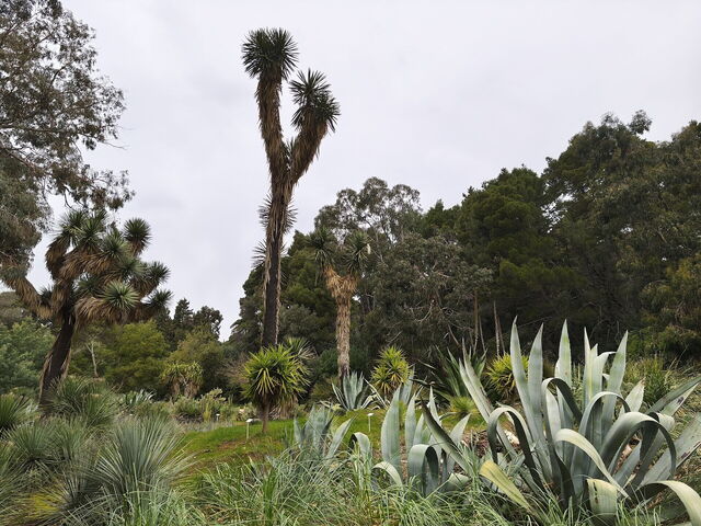 Botanische Gärten, Lokrum