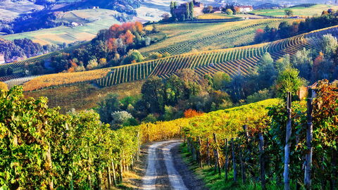 Piemont, Weinberge