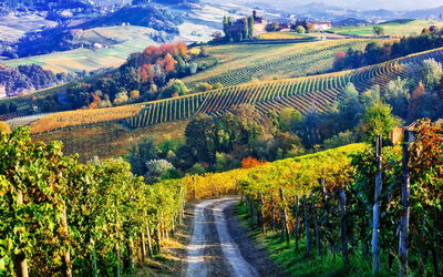 Piemont, Weinberge