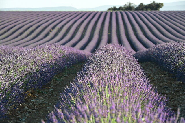 Lavendel in der Provence