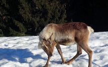 Bild vorgelegt von den Gästen von Le Plan des Reines 