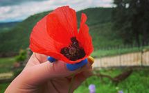 Bild vorgelegt von den Gästen von Fattoria Il Monte 