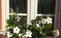 Bild vorgelegt von den Gästen von Uva 