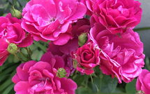 Bild vorgelegt von den Gästen von La Chaumière 