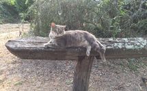 Bild vorgelegt von den Gästen von Val di Coreto 