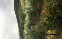 Bild vorgelegt von den Gästen von Montescalari 