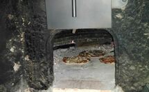 Bild vorgelegt von den Gästen von Patrizierhaus Roncaioli 