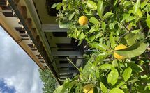 Bild vorgelegt von den Gästen von Vinci 980 