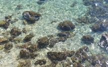 Bild vorgelegt von den Gästen von Poreč Kaštelir 629 