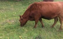 Bild vorgelegt von den Gästen von Groß Zicker 150 