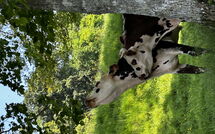 Bild vorgelegt von den Gästen von Les Prés Rousselins 