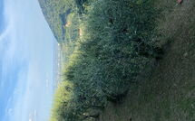 Bild vorgelegt von den Gästen von Villa Mastiano 