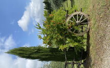 Bild vorgelegt von den Gästen von La Rimessa 