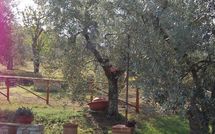 Bild vorgelegt von den Gästen von San Romolo 