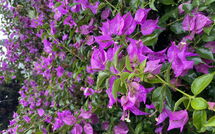 Bild vorgelegt von den Gästen von Can Pedro 