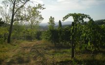 Bild vorgelegt von den Gästen von Montescalari 