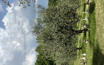 Bild vorgelegt von den Gästen von Podere la Torre 