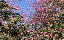 Bild vorgelegt von den Gästen von Torremolinos 27 