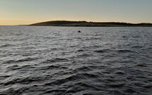 Bild vorgelegt von den Gästen von Rovere 