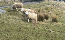 Bild vorgelegt von den Gästen von Daisy Cottage 