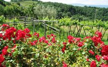 Bild vorgelegt von den Gästen von Fattoria Buonconvento 
