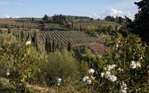 Bild vorgelegt von den Gästen von Borghetto 