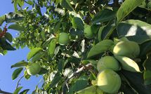 Bild vorgelegt von den Gästen von Guardistallo 