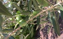 Bild vorgelegt von den Gästen von Villa la Fragola 