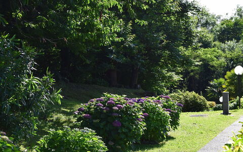 La Romantica: Grün, Blatt, Strauch, Garten, Ground, Frühling, Gehölz, Landscaping, Botanischer Garten, Hecke