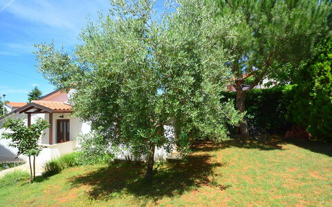 Dunja: Baum, Eigentum, Pflanze, Gehölz, Grundeigentum, Haus, Zuhause, Grundstueck, Blume, Strauch