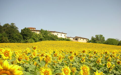 Villa Del Conte: Blume, Sonnenblume, Blühende Pflanze, Feld, Gelb, Pflanze, Himmel, Natürliche Landschaft, Sonnenblume, Plantage