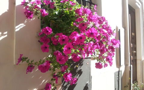 Diamonds & Rust: Blume, Pflanze, Rosa, Blumentopf, Magenta, Bougainvillea, Blühende Pflanze, Balkon, Zimmerpflanze, Die Architektur