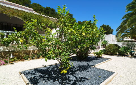 El Palmeral: Pflanze, Himmel, Pflanzengemeinschaft, Strassenbelag, Baum, Grundstueck, Urban Design, Landschaft, Gras, Asphalt