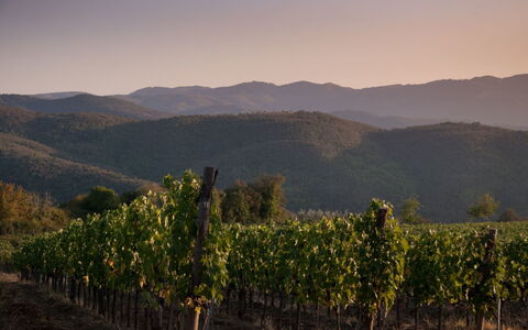 Villa Mandorlo: Pflanze, Himmel, Berg, Natürliche Landschaft, Hochland, Grundstueck, Landwirtschaft, Sonnenaufgang, Bergforms, Landschaft