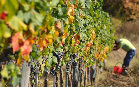 Villa Mandorlo: Pflanze, Essen, Obst, Landwirtschaft, Natural Foods, Baum