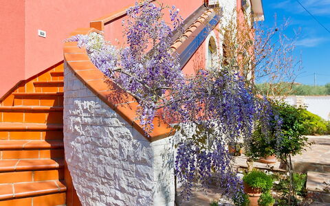 Majda: Wand, Lavendel, Blume, Pflanze, Lila, Frühling, Baum, Die Architektur, Grundeigentum, Haus