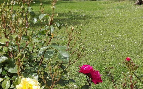 Agriturismo La Pieve: Blume, Blühende Pflanze, Pflanze, Rose Family, Rose, Strauch, Garten, Botanik, Gartenrosen