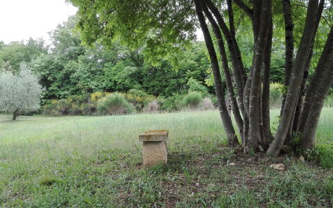 Agriturismo La Pieve: Natur, Baum, Natürliche Landschaft, Naturschutzgebiet, Gras, Grün, Natürlichen Umgebung, Wald, Biome, Grundstueck