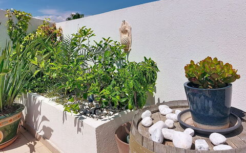 Fréjus 540: Blumentopf, Zimmerpflanze, Garten, Kraut, Vase, Hof