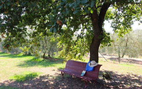 Galleria di Brolio: Pflanze, Möbel, Außenbank, Grün, Baum, Schatten, Gartenmöbel, Komfort, Natürliche Landschaft, Vegetation