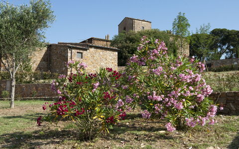 Borgo Casa Di Lappi: Blume, Pflanze, Baum, Frühling, Strauch, Ländliches Gebiet, Blühende Pflanze, Die Architektur, Haus, Pflanzengemeinschaft