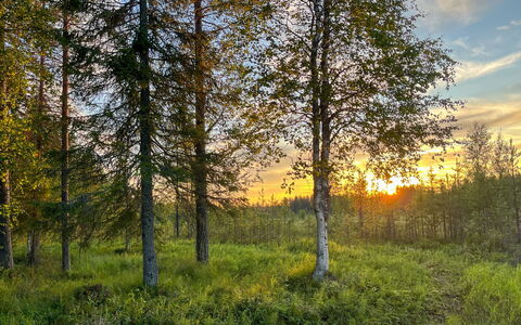 Keloveska: Himmel, Grün, Blatt, Gras, Baum, Natur, Natürlichen Umgebung, Natürliche Landschaft, Vegetation, Sommer