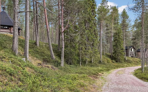 Sompsanniemi: Baum, Holz, Wald, Natürliche Landschaft, Wald, Hain, Kofferraum, Northern Laubwald, Weg