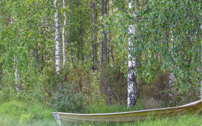 Pilkkaniemi
