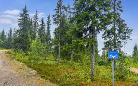 Lupposyöte B1: Himmel, Baum, Grün, Natürliche Landschaft, Wildnis, Wald, Wolke, Pflanzengemeinschaft, Lärche