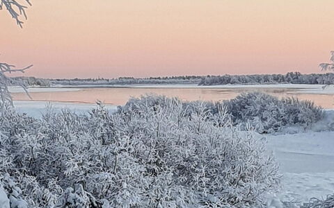 Pikkupöllö: Winter, Ast, Schnee, Natürliche Landschaft, Zweig, Einfrieren, Frost, Eis